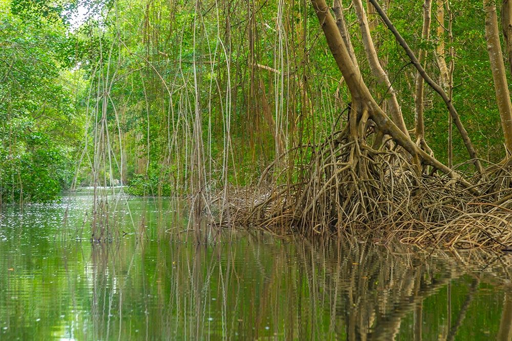 Caribbean-Trinidad Caroni Swamp scenic  art print by Jaynes Gallery for $57.95 CAD